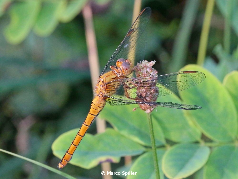 da identificare - Orthetrum coerulescens femmina